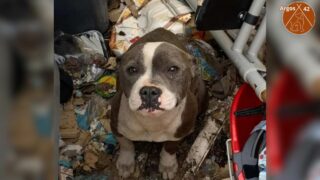 Affaire Riya : une chienne retrouvée vivante à la poubelle. Sa sauveuse poursuivie en justice. Audience en appel le 16 septembre à Lyon