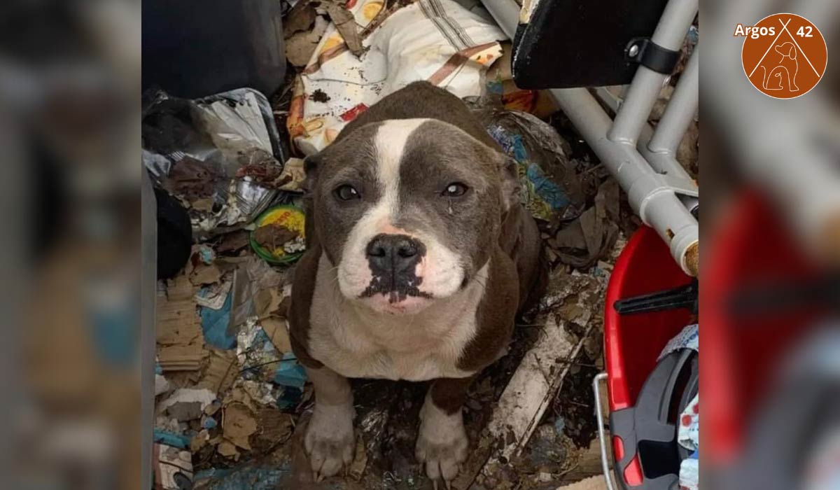 Affaire Riya : une chienne retrouvée vivante à la poubelle. Sa sauveuse poursuivie en justice. Audience en appel le 16 septembre à Lyon