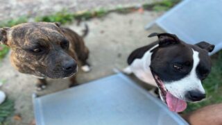 SOS urgent pour Akita et Nala enfermées dans un garage
