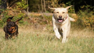 Où partir avec mon chien en France cet été ?