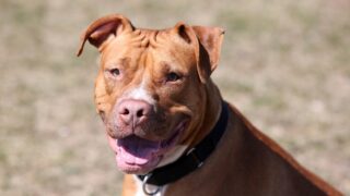 L’évaluation comportementale et la diagnose pour les chiens de catégories