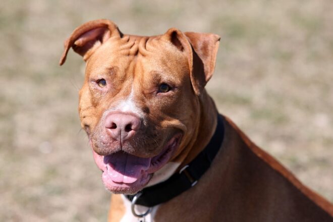 L’évaluation comportementale et la diagnose pour les chiens de catégories