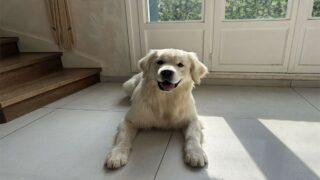 Élodie : une passionnée dévouée au bien-être animal