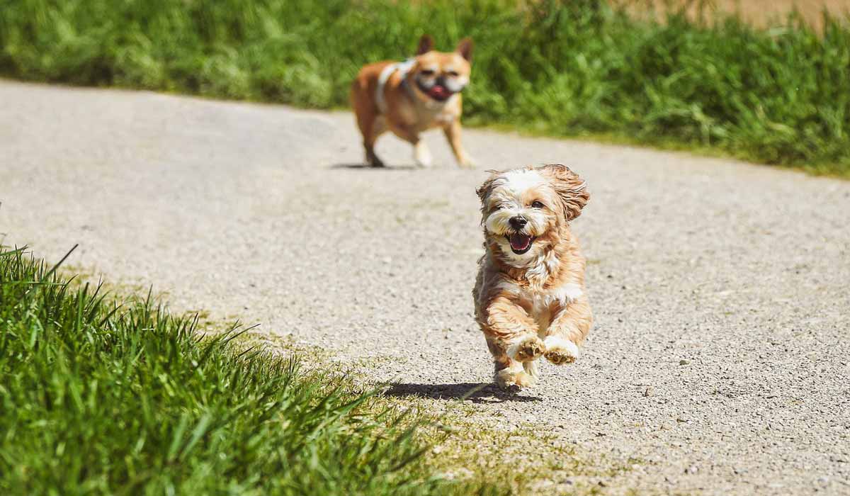 Bilan estival 2024 : I-CAD dévoile les chiffres des pertes, des vols, des animaux trouvés, retrouvés et enregistrés en fourrières cet été