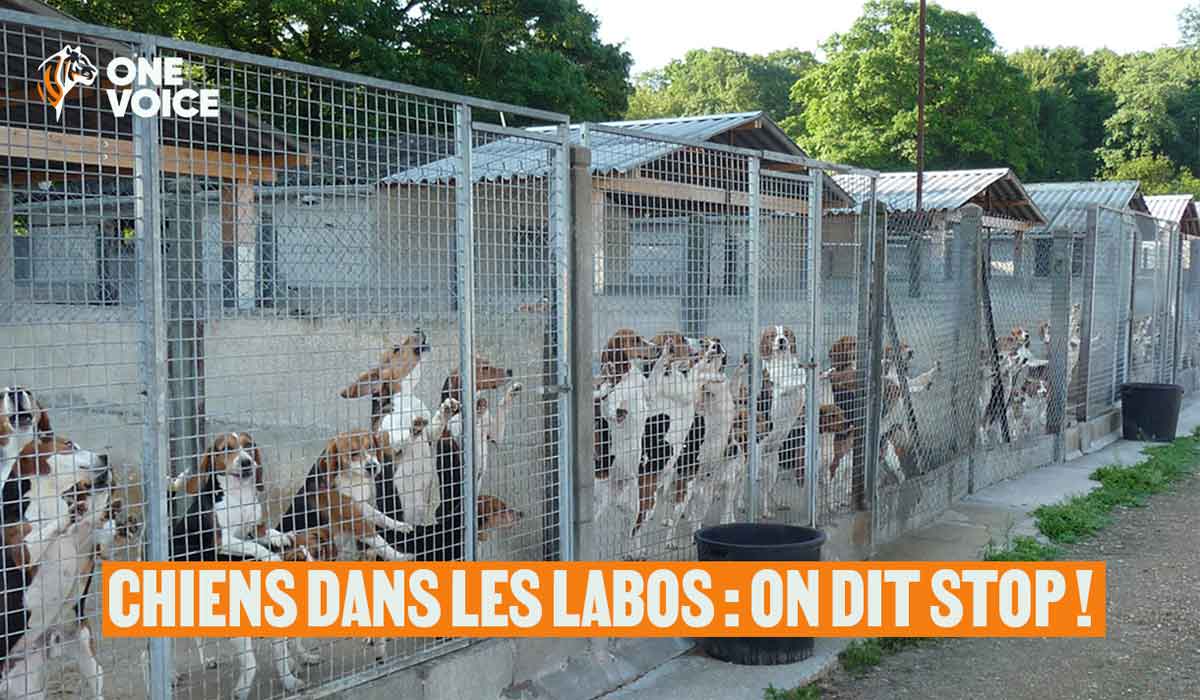 One Voice organise des actions dans six villes ce vendredi 28 et samedi 29 août pour la fin de l’expérimentation sur les chiens en laboratoire 