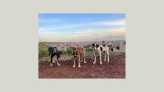 L’association Chiens Libres d’Arménie