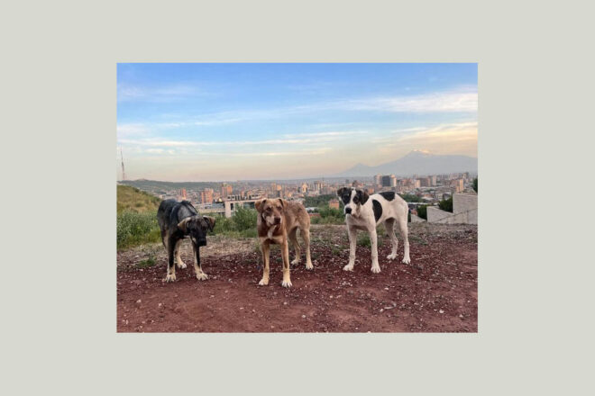 L’association Chiens Libres d’Arménie