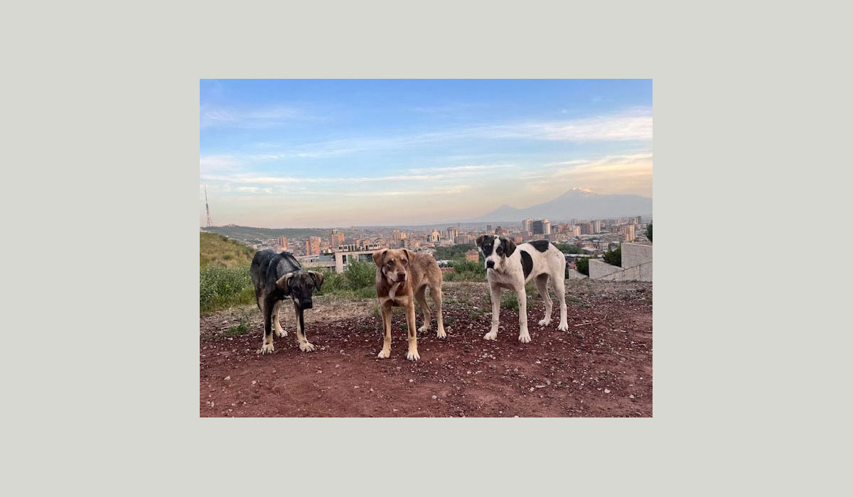 L’association Chiens Libres d’Arménie L’association Chiens Libres d’Arménie