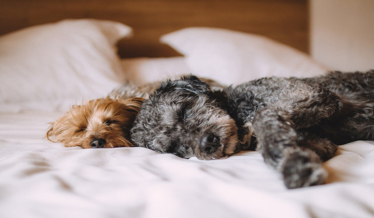 Montée en puissance du « petcare » : proposition d’analyse et de décryptage de Dynvibe, spécialiste des études consommateurs et du marketing d’influence