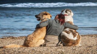 Période estivale : l’identification des animaux, le réflexe à adopter avant les départs en vacances