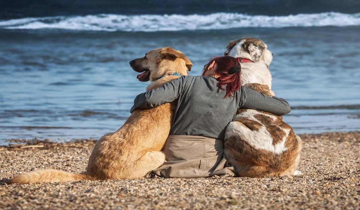 Période estivale : l’identification des animaux, le réflexe à adopter avant les départs en vacances