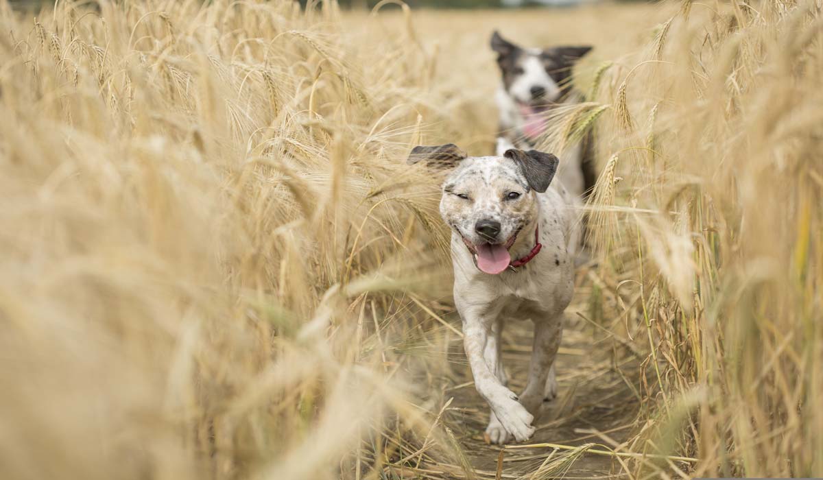 Pendant que la France regarde la Coupe du monde, 300 000 animaux abandonnés Pendant que la France regarde la Coupe du monde, 300 000 animaux abandonnés