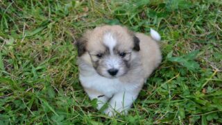 Trafic de chiots : un procès hors norme à Nice pour un scandale à plus de 7 000 animaux