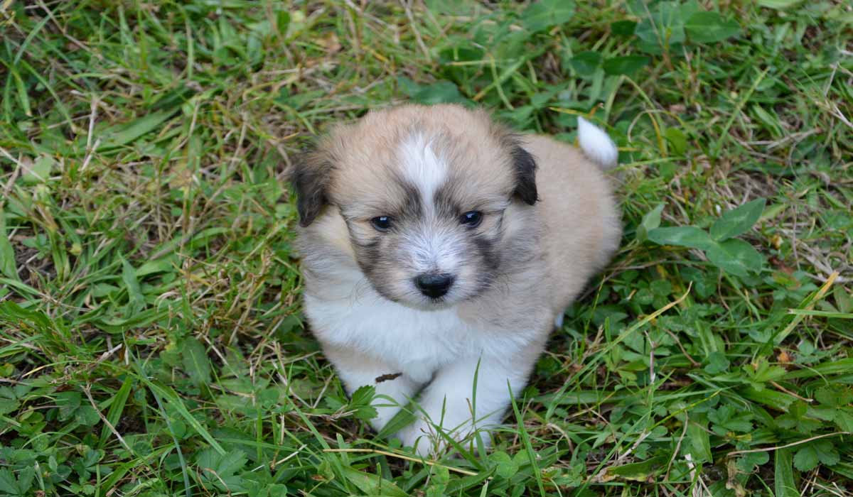 Trafic de chiots : un procès hors norme à Nice pour un scandale à plus de 7 000 animaux