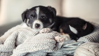 Adopter un chiot : avant le coup de cœur, les conseils vétérinaires