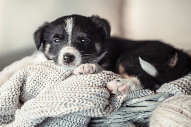 Adopter un chiot : avant le coup de cœur, les conseils vétérinaires
