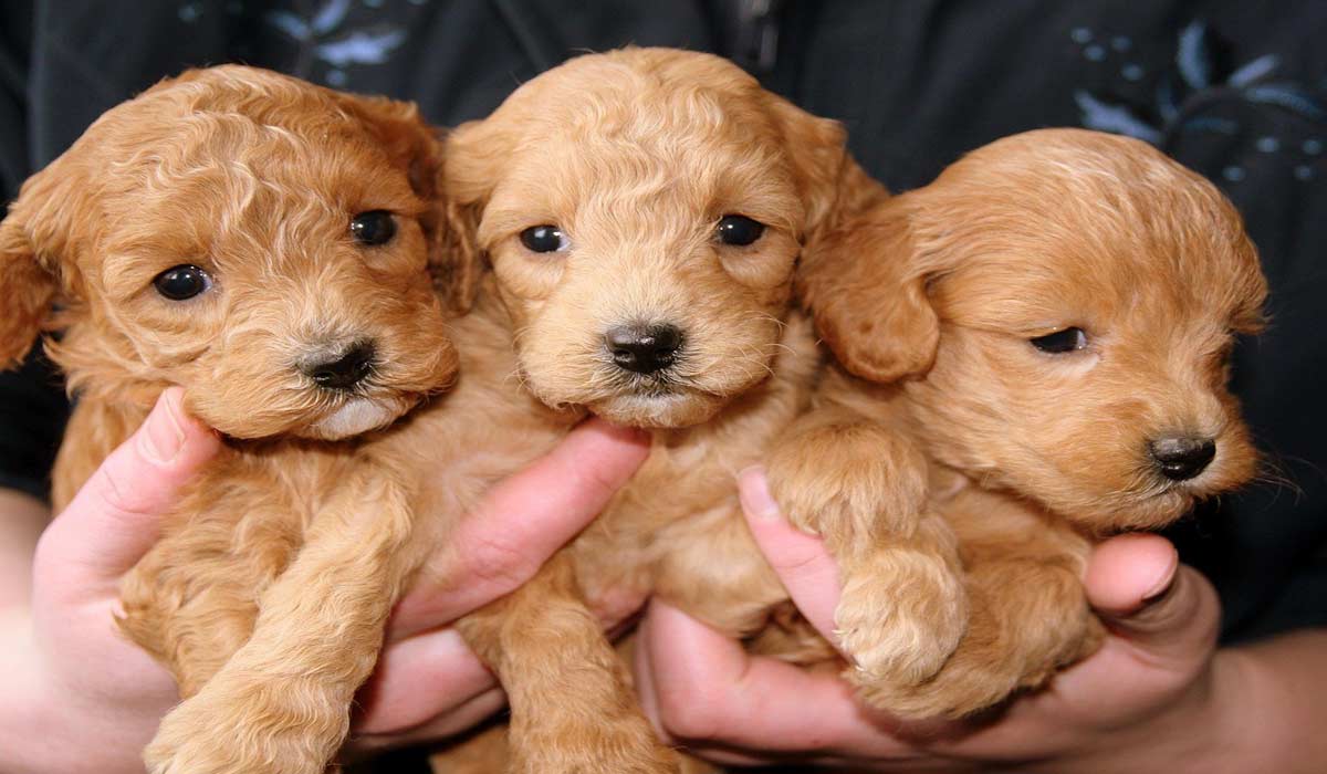Un député interpelle le gouvernement sur les foires à chiots