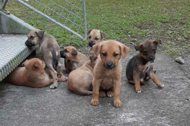 Le Collectif Outre-mer de Protection Animale Guadeloupe et Dépendances (COPAG)