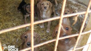 Audience à Bordeaux le 7 novembre 2023 contre Richard Mandral, l’éleveur de chiens « de chasse » périgourdin