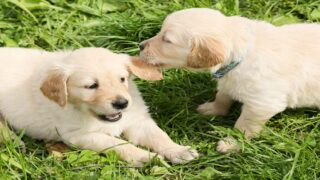 Trafic de chiots à Nice : une décision judiciaire rendue dans un dossier portant sur plus de 7 000 animaux