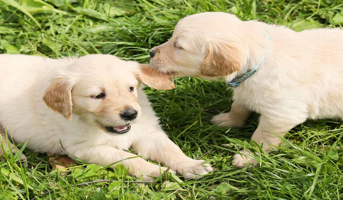 Trafic de chiots à Nice : une décision judiciaire rendue dans un dossier portant sur plus de 7 000 animaux