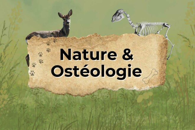 Nature et Ostéologie – deux disciplines complémentaires pour comprendre le vivant