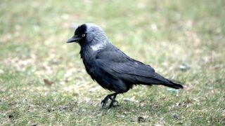 One Voice retourne en justice pour 16 000 choucas des tours dans le viseur en Bretagne
