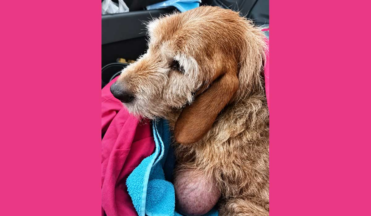 Chouquette, chienne découverte amaigrie avec une masse de 10 cm : son propriétaire devant la justice
