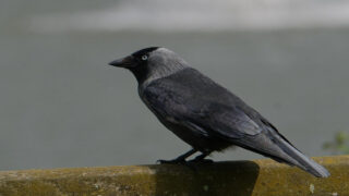 Dans le Puy-de-Dôme, le massacre de choucas ne sera pas passé sous silence : One Voice porte plainte !