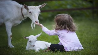 Plus de 100 foyers accueillent désormais des animaux de ferme sauvés en France et au-delà