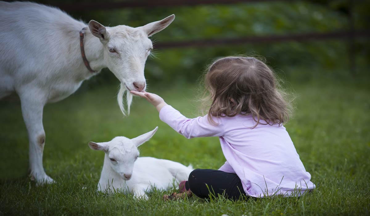 Plus de 100 foyers accueillent désormais des animaux de ferme sauvés en France et au-delà Plus de 100 foyers accueillent désormais des animaux de ferme sauvés en France et au-delà