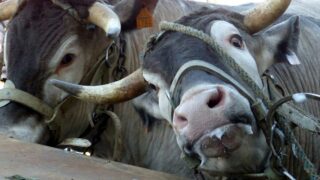 Nouvelle édition du sinistre carnaval de Bazas