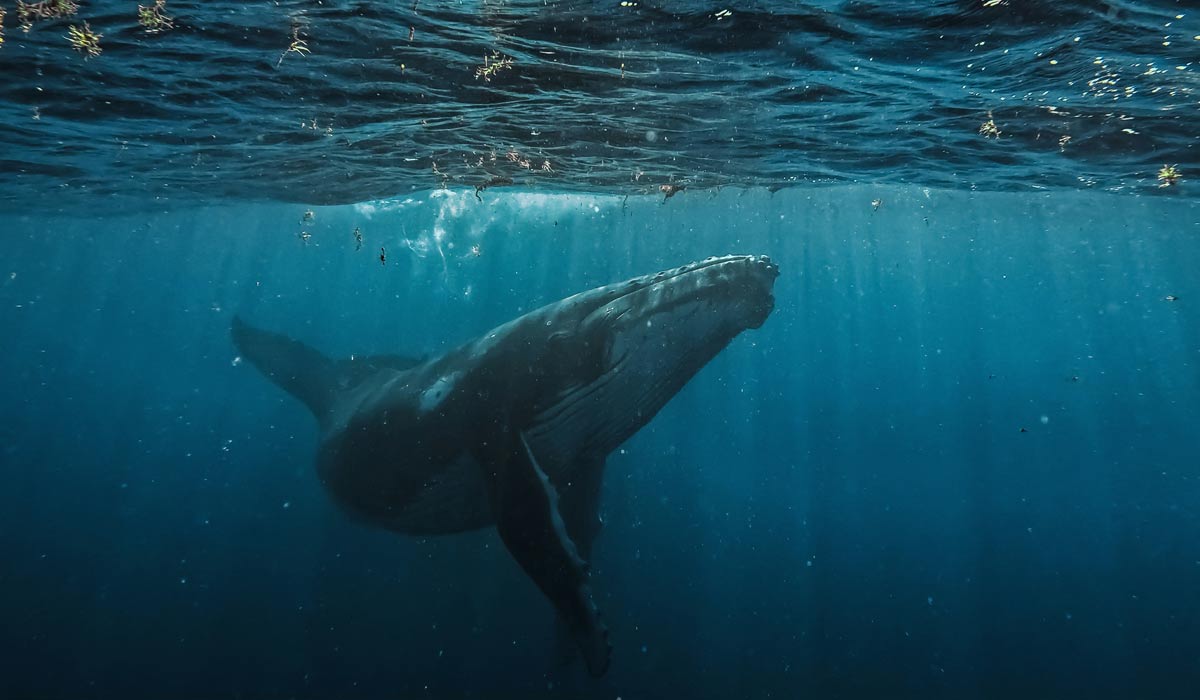 Ce que “La Baleine et le musicien” nous apprend sur la présence au vivant Ce que “La Baleine et le musicien” nous apprend sur la présence au vivant