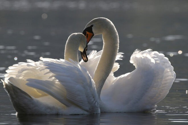 Le chant du cygne, hymne à l’immortalité