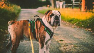 Comment définir une bonne relation homme chien ?