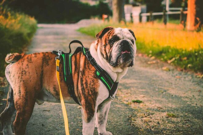 Comment définir une bonne relation homme chien ?