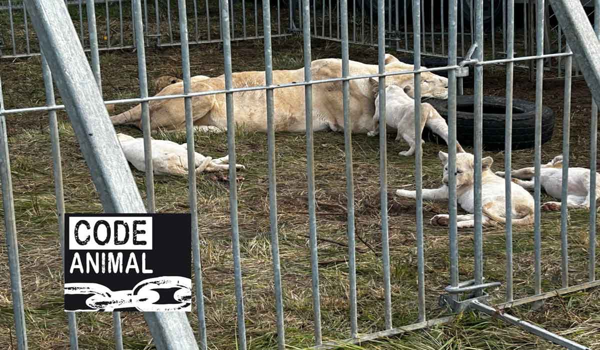 Maltraitance animale : le procureur de Saintes plie face au cirque Claudio Zavatta