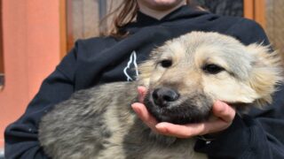 Truffe ta famille : une association créée par des étudiantes vétérinaires pour donner une seconde chance aux animaux abandonnés