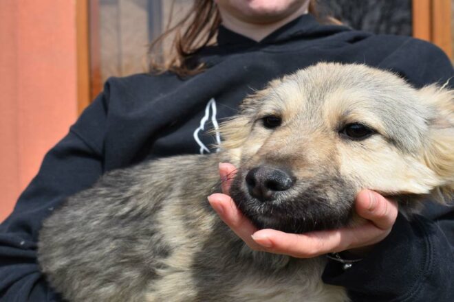 Truffe ta famille : une association créée par des étudiantes vétérinaires pour donner une seconde chance aux animaux abandonnés