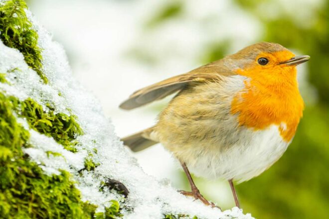 L’impact de la pollution sonore sur la biodiversité