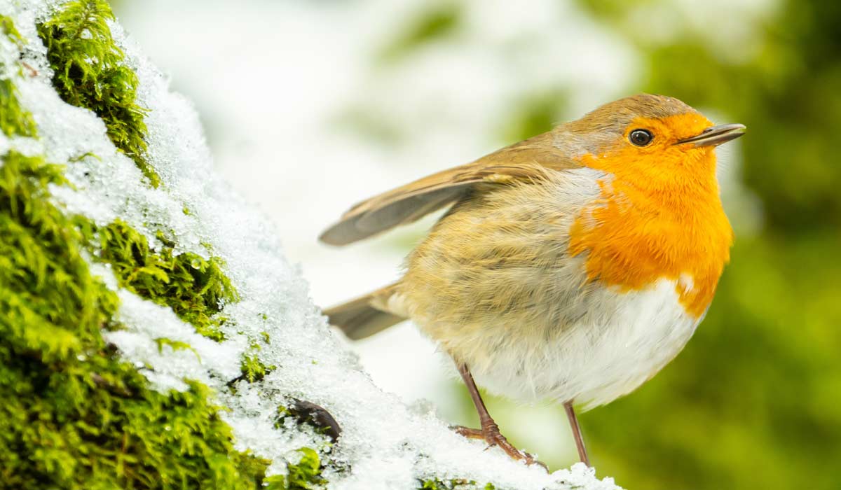 L’impact de la pollution sonore sur la biodiversité