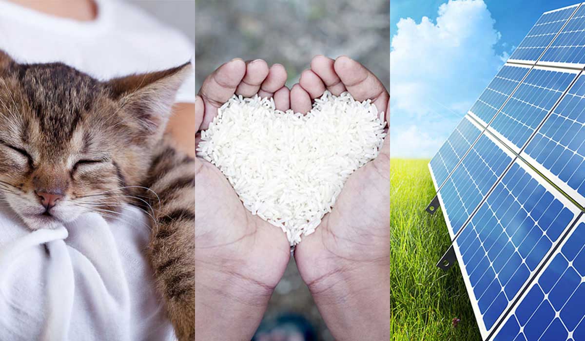 1 CLIC 1 DON : vos clics financent repas et soins pour les animaux de refuge 1 CLIC 1 DON : vos clics financent repas et soins pour les animaux de refuge