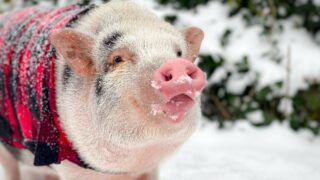 Un sanctuaire unique en France pour démocratiser l’adoption des animaux de ferme