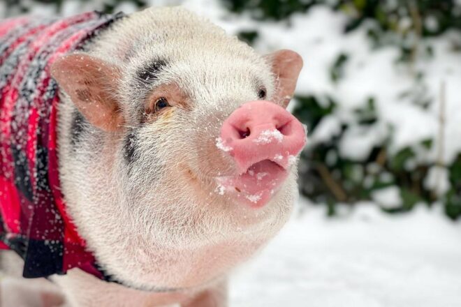 Un sanctuaire unique en France pour démocratiser l’adoption des animaux de ferme