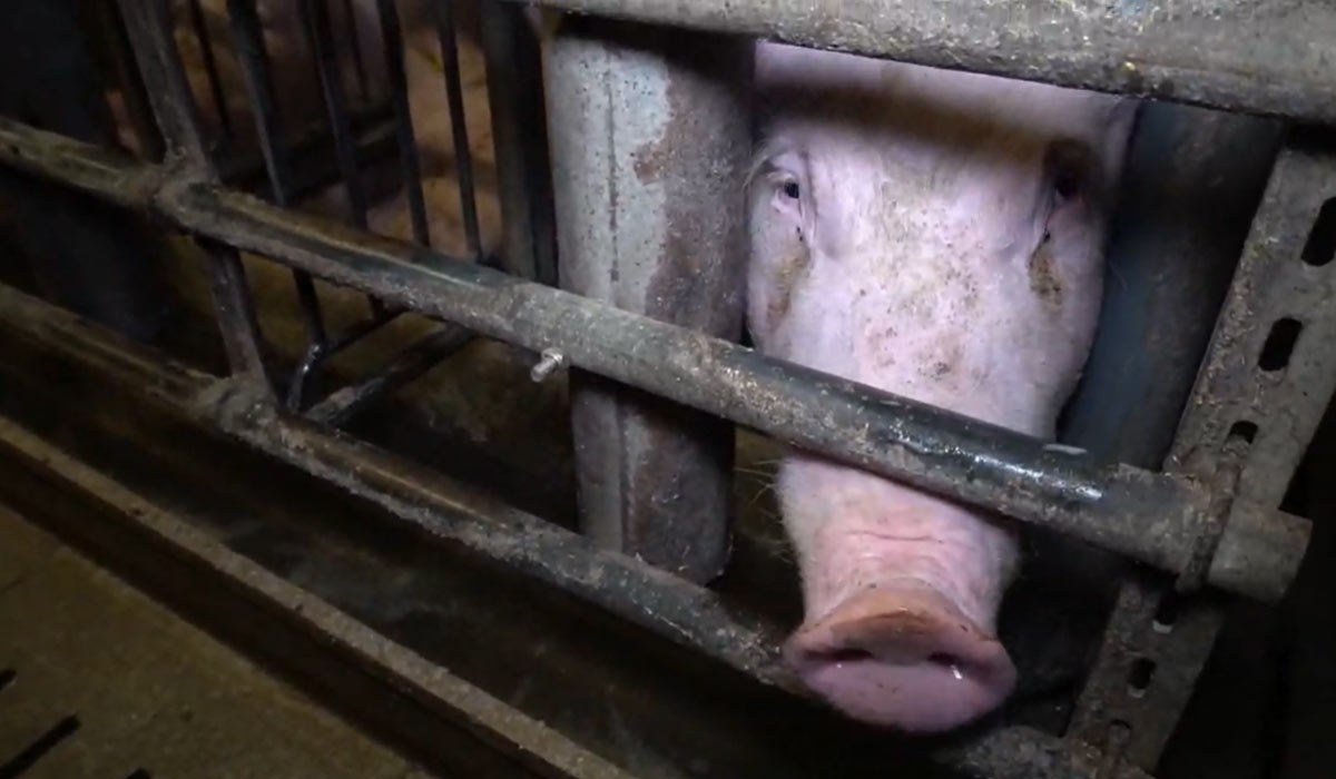 4000 cochons morts dans les flammes d’un élevage intensif : l’ association FUTUR exige l’abandon total de la porcherie