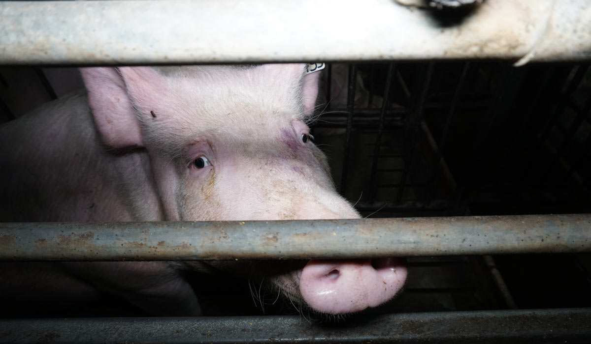 Plouarzel (Finistère) : des militants animalistes de l’association FUTUR perturbent Pig & Run, une course organisée par le lobby porcin pour dénoncer l’élevage intensif Plouarzel (Finistère) : des militants animalistes de l’association FUTUR perturbent Pig & Run, une course organisée par le lobby porcin pour dénoncer l’élevage intensif