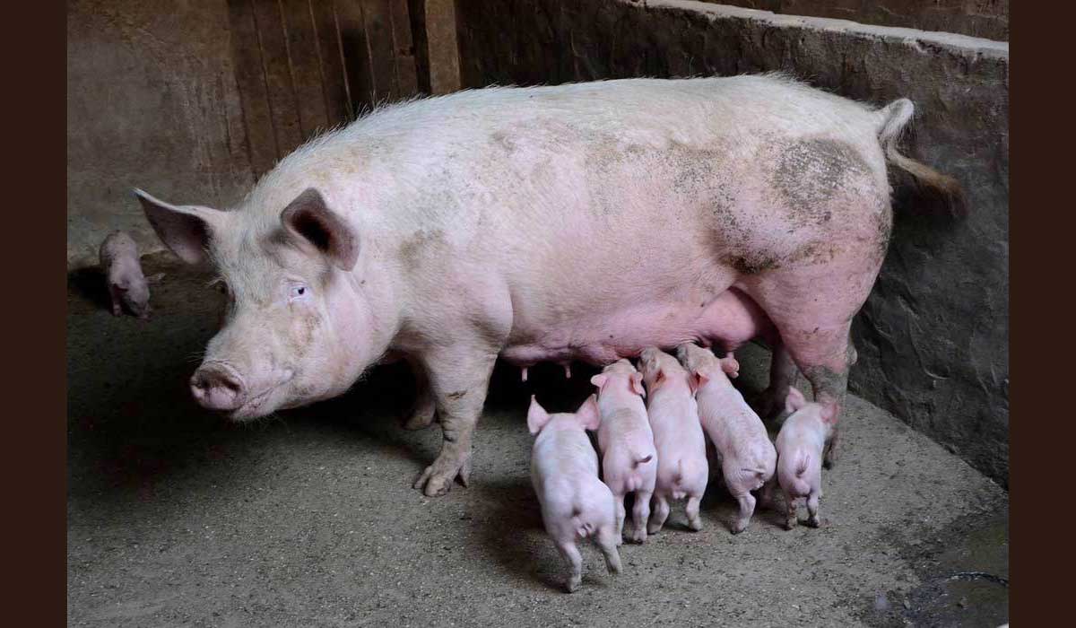 Conditions d’élevage des cochons : 2 premiers engagements d’entreprises