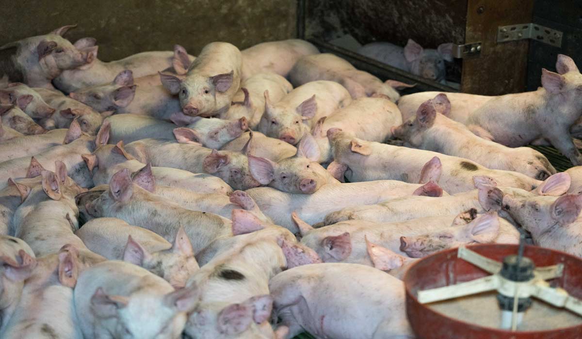 Jeremstar découvre les conditions d’élevage de cochons fournisseur d’E.Leclerc