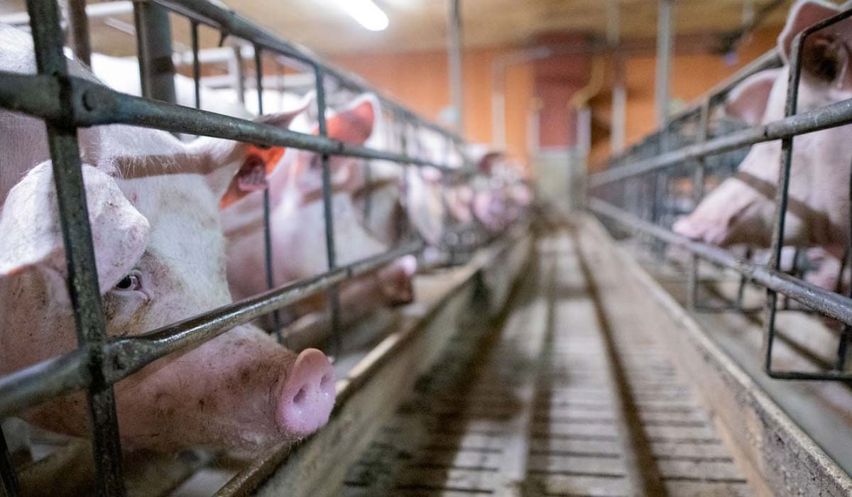 Sangham : quand le métal brise le silence de l’exploitation animale Sangham : quand le métal brise le silence de l’exploitation animale