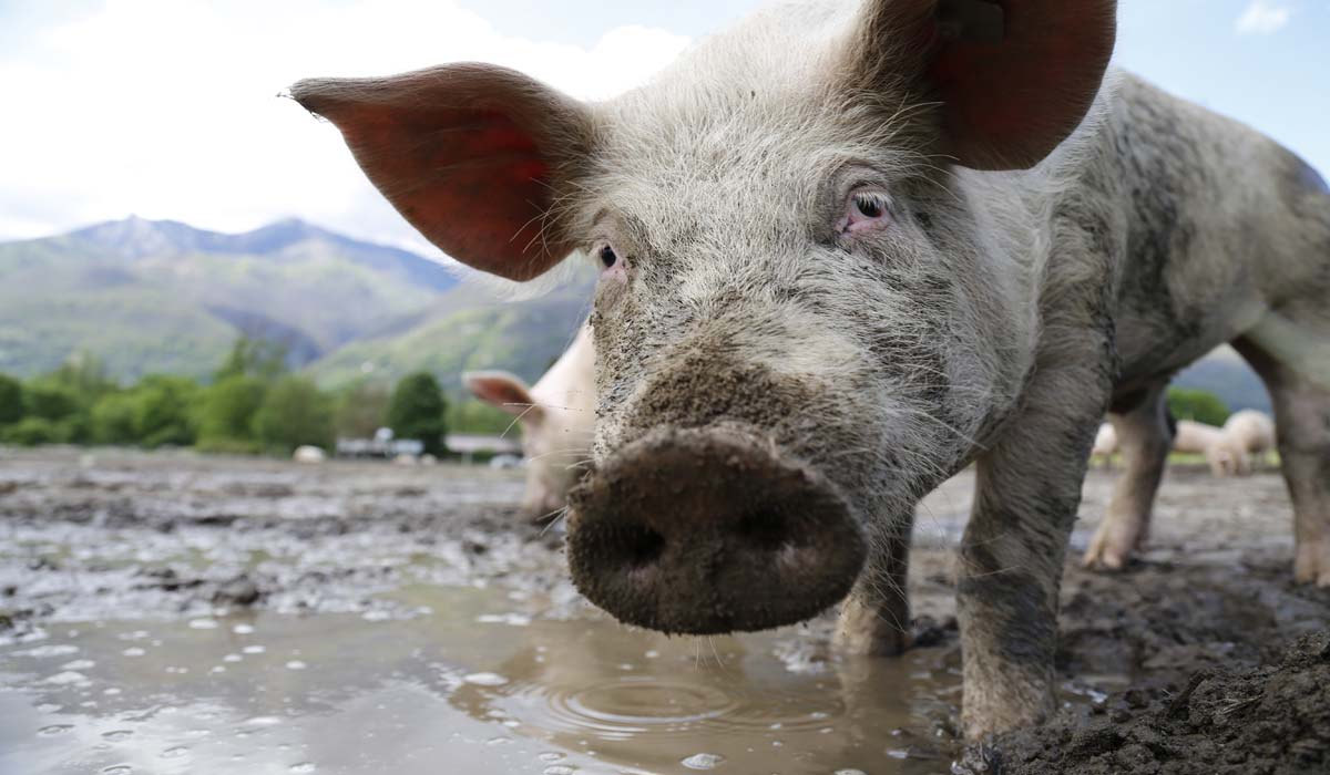Quand les êtres sensibles s’invitent dans la vente agricole. Des clauses contractuelles réalistes pour protéger leur avenir